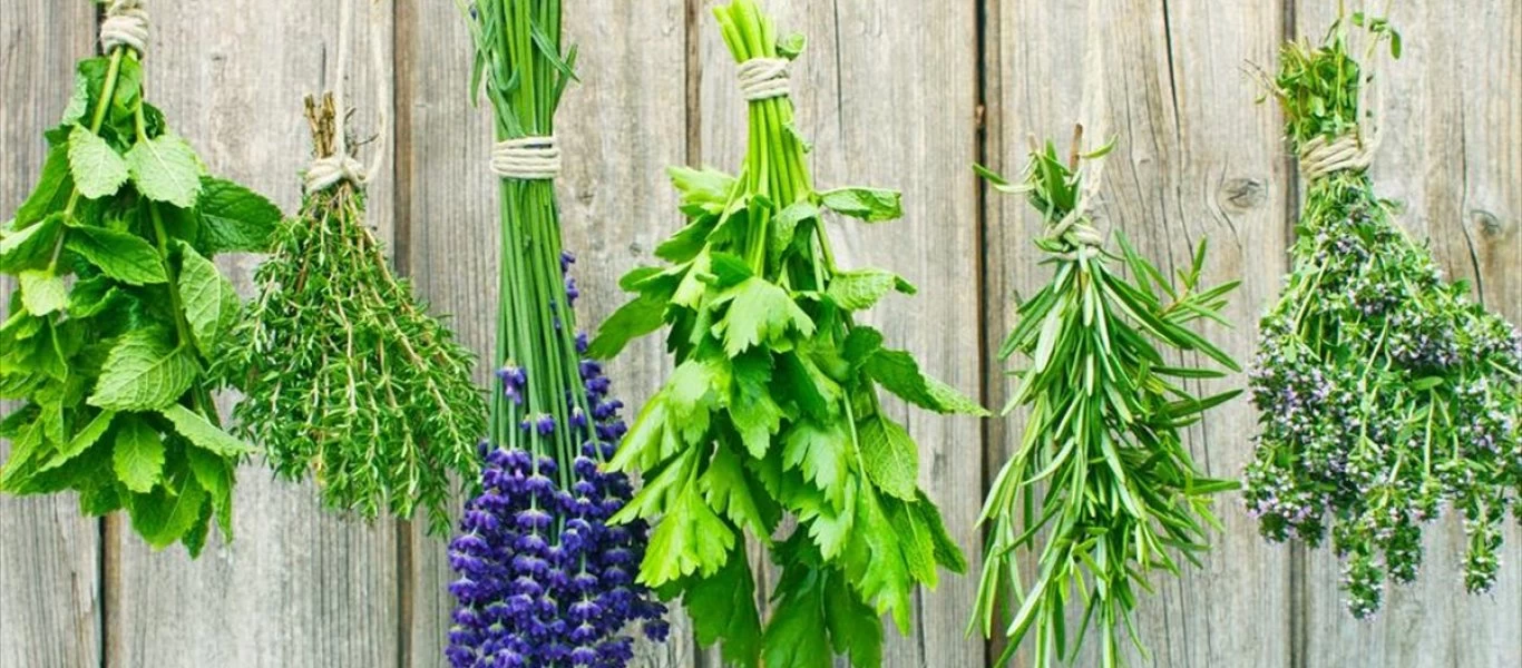 Ποια βότανα καταπολεμούν τον διαβήτη;